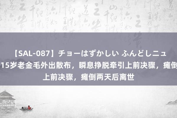 【SAL-087】チョーはずかしい ふんどしニューハーフ 2 15岁老金毛外出散布,瞬息挣脱牵引上前决骤,瘫倒两天后离世