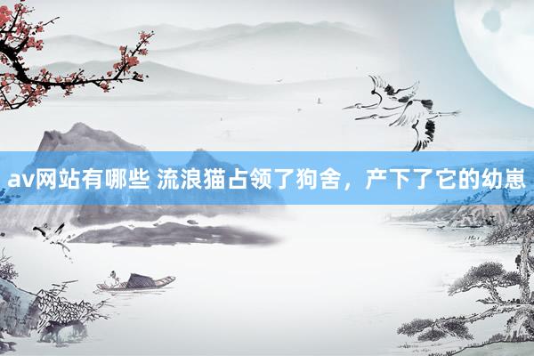 av网站有哪些 流浪猫占领了狗舍,产下了它的幼崽